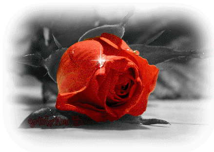 123427-Sparkling-Red-Rose